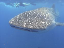 Whaleshark in Tofo, Mozambique by Roppe Nilsson 